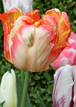 X 100 TULIPA PARROT KING 12/+