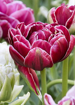X 100 TULIPA DREAM TOUCH 11/12