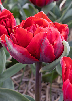 X 100 TULIPA RED PRINCESS 11/12