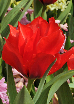 X 100 TULIPA ROODKAPJE DUBBEL 11/12