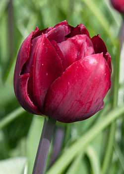 X 100 TULIPA UNCLE TOM 11/12