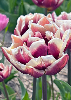 X 100 TULIPA WYNDHAM 11/12