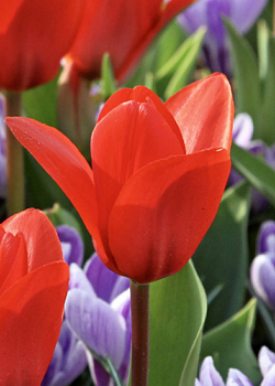 X 100 TULIPA SHOWWINNER 11/12