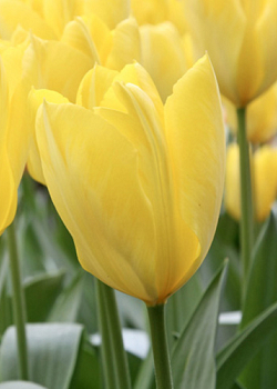 X 100 TULIPA CANDELA 11/12