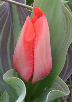 X 100 TULIPA TRAUTTMANSDORFF 11/12