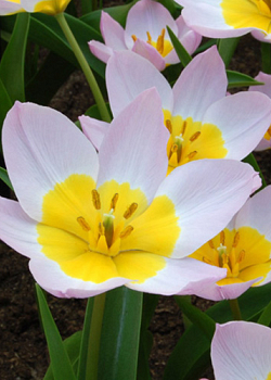 X 100 TULIPA BAKERI LILAC WONDER 6/+