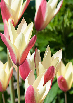 X 100 TULIPA CLUSIANA CYNTHIA 6/+