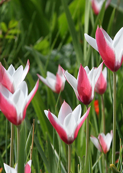 X 100 TULIPA CLUSIANA PEPPERMINTSTICK 6/+