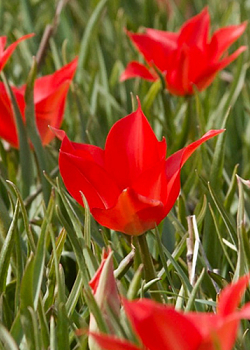 X 100 TULIPA LINIFOLIA 4/5