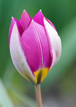 X 100 TULIPA PULCHELLA PERSIAN PEARL 6/+