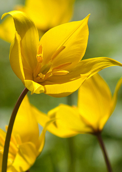 X 100 TULIPA SYLVESTRIS 6/+