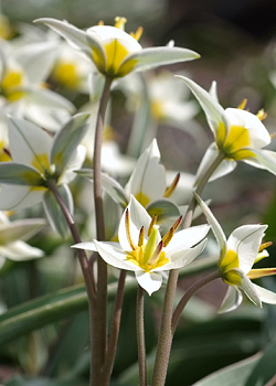 X 100 TULIPA TURKESTANICA 7/+