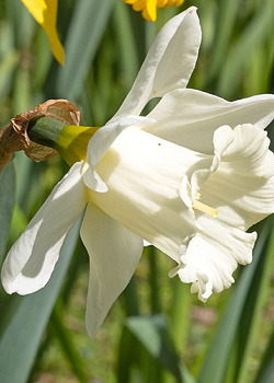 X 100 NARCISSUS MOUNT HOOD 12/14