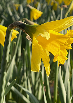 X 100 NARCISSUS RIJNVELDS EARLY SENSATION 12/14