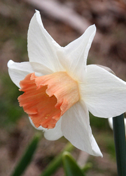 X 100 NARCISSUS ACCENT 12/14