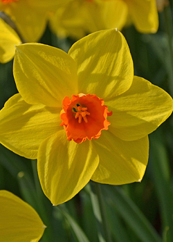 X 100 NARCISSUS BRACKENHURST 12/14