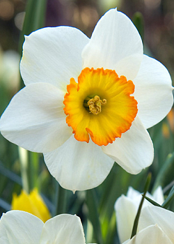 X 100 NARCISSUS FLOWER RECORD 12/14