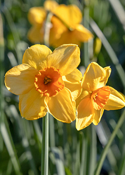 X 100 NARCISSUS KEDRON 12/14