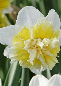 X 100 NARCISSUS ICE KING 14/16
