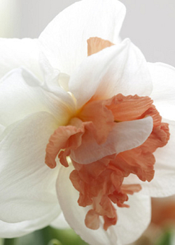 X 100 NARCISSUS MY STORY 12/14