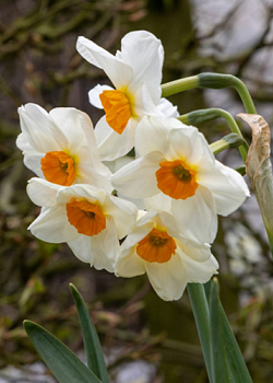 X 100 NARCISSUS GERANIUM 12/14