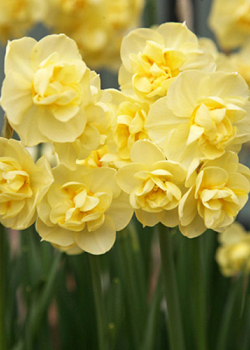 X 100 NARCISSUS YELLOW CHEERFULNESS 12/14