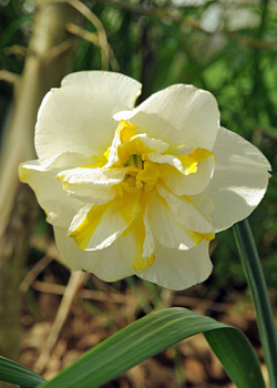 X 100 NARCISSUS LEMON BEAUTY 12/14