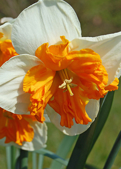 X 100 NARCISSUS ORANGERY 12/14