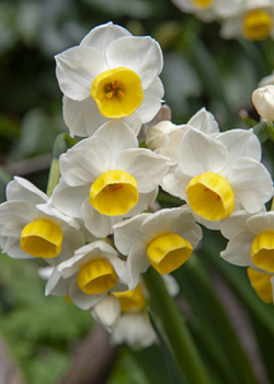 X 100 NARCISSUS AVALANCHE 14/16