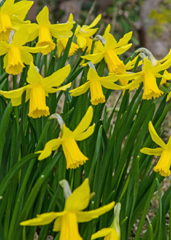 X 100 NARCISSUS FEBRUARY GOLD 14/16