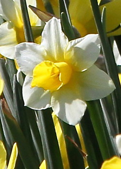 X 100 NARCISSUS GOLDEN ECHO 12/14