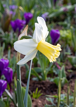 X 100 NARCISSUS PRINSES AMALIA 12/14