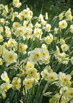 X 100 NARCISSUS SUN DISC 10/12