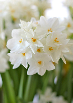 X   50 NARCISSUS PAPERWHITE 15/16