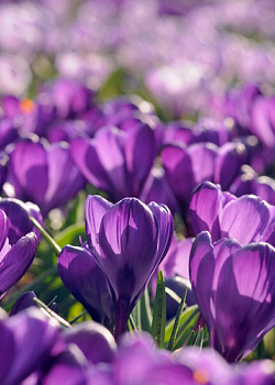 X 100 CROCUS FLOWER RECORD 8/9