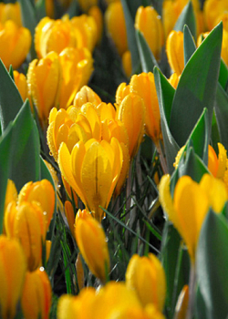 X 100 CROCUS GOLDEN YELLOW 8/9
