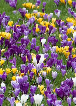X 100 CROCUS GROOTBLOEMIG GEMENGD 8/9