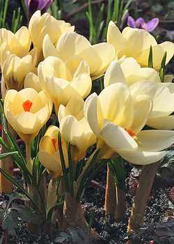 X 100 CROCUS SPECIE CHR. CREAM BEAUTY 5/+