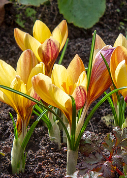X 100 CROCUS SPECIE FUSCOTINCTUS 5/+