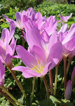 X   10 COLCHICUM AUTUMNALE 13/+
