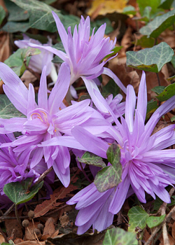 X   10 COLCHICUM WATERLILY 16/+