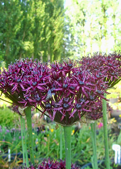 X 100 ALLIUM ATROPURPUREUM 10/+
