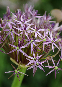 X 100 ALLIUM CHRISTOPHII 14/+