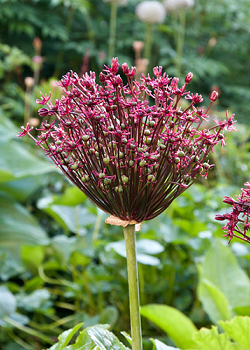 X 100 ALLIUM MAGIC 12/14