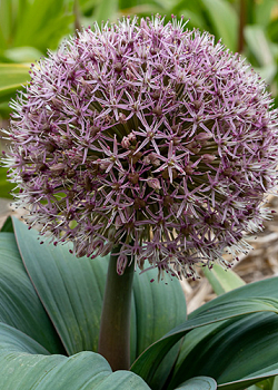 X 100 ALLIUM RED GIANT 14/16