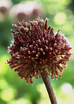 X   25 ALLIUM RED MOHICAN 10/+