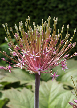 X   25 ALLIUM SCHUBERTII 12/14