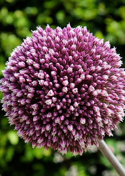 X   25 ALLIUM SUMMER DRUMMER 12/+