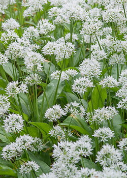 X 100 ALLIUM URSINUM I