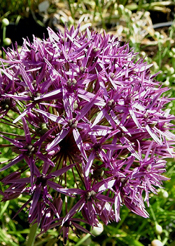 X 100 ALLIUM VIOLET BEAUTY 12/+